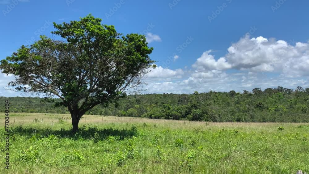 landscape with trees and Atlantic forest in the background with blue sky landscape with trees and Atlantic forest in the background with blue sky