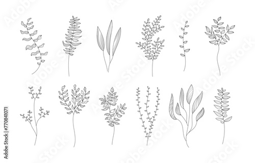 Branch decor line. Linear plant decoration set. Collection of vector coloring pages.