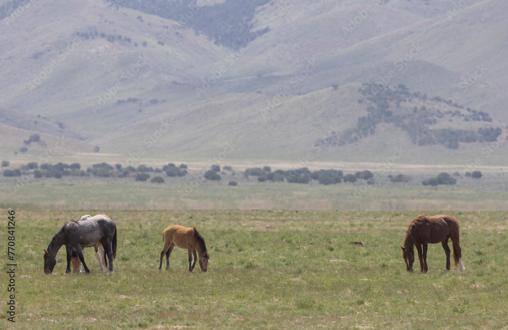 Wild Horses in Springtime in the Utah Desert Wild Horses in Springtime in the Utah Desert