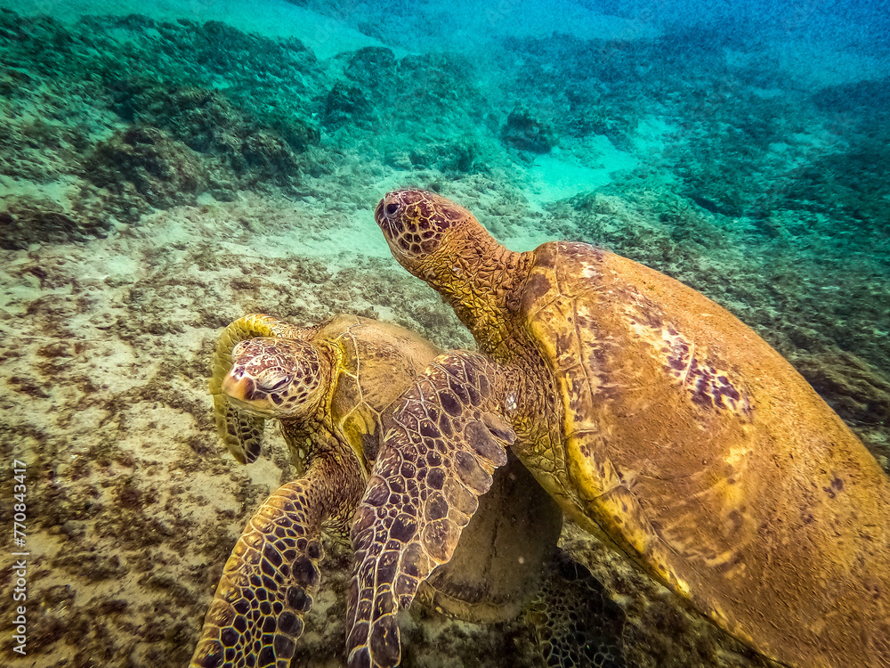 Sea Turtles swimming underwater