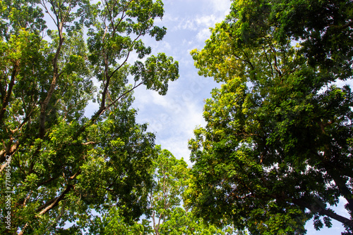 Looking Up To The Sky Through Trees.