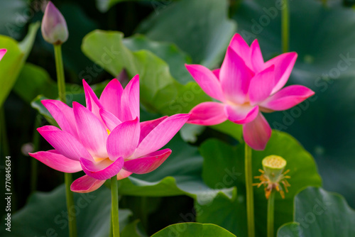 Twin Lotus Flower Blooming In The Pond.