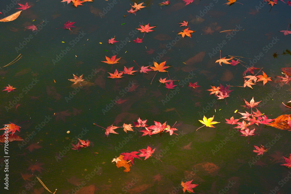 定義山西方寺の紅葉(宮城県) 定義山西方寺の紅葉(宮城県)