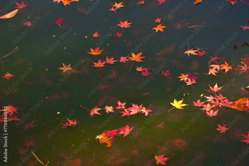 定義山西方寺の紅葉（宮城県）