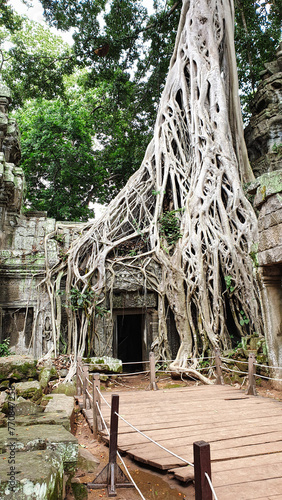 Ta Phrom - Iconic 12th century Angkor Khmer Temple with Tree roots intertwined with the temple structure, famous for Tomb Raider movie featuring Angeline Jolie at Siem Reap, Cambodia, Asia photo