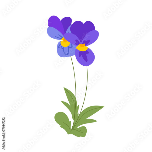 Viola Flower, violet pansies with leaves. Spring summer Vector botanical illustration isolated on white background