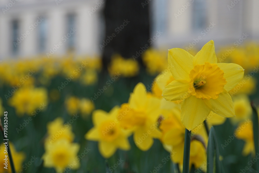 yellow daffodils in spring