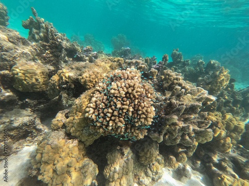 Moorea Coral Reef