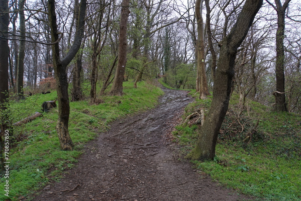 A steep path uphill in the forest A steep path uphill in the forest