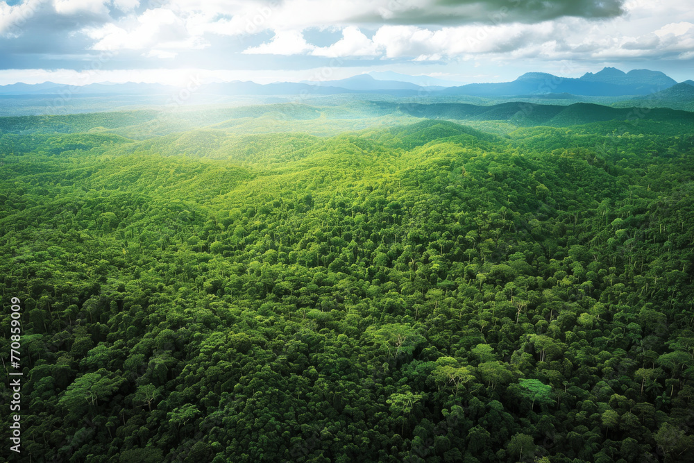 An aerial view of lush green forests stretching to the horizon, forest conservation and Earth Day concept.