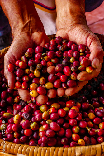 Colombia Coffee Region photo