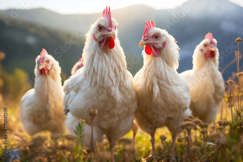 Portrait of chickens on a green grass meadow in mountains, bright sunny day, on a ranch in the village, rural surroundings on the background of spring nature