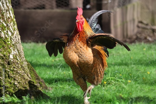 A strutting with wings outstretched Rhode Island Red rooster cockerel  photo
