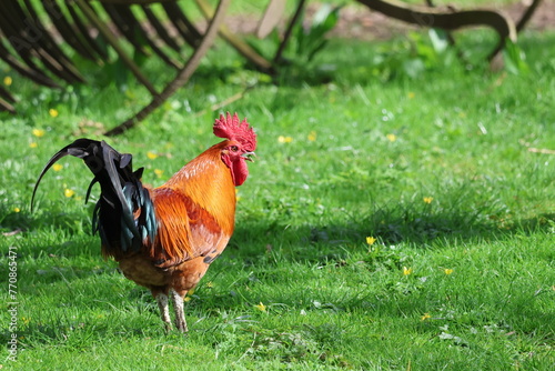 Obraz na plátně A Rhode Island Red cockerel rooster roaming free in a grassy area of a farmyard
