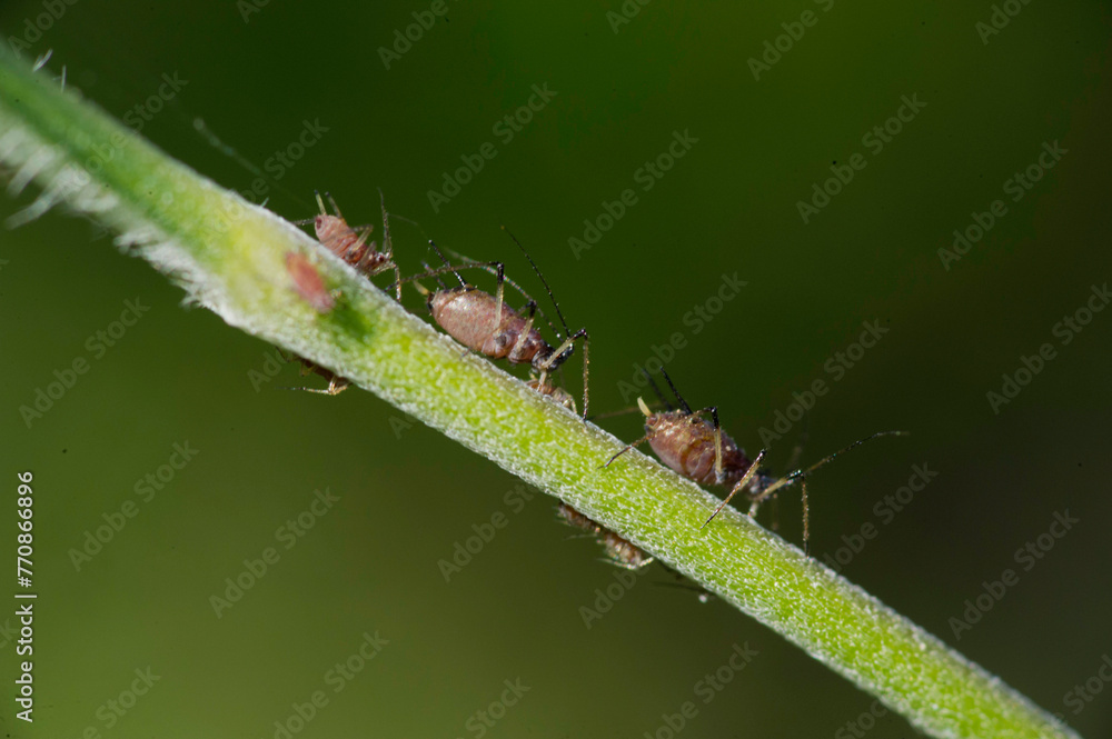Black aphids crawl along the stem of a flower. Sardinia Italy Black aphids crawl along the stem of a flower. Sardinia Italy