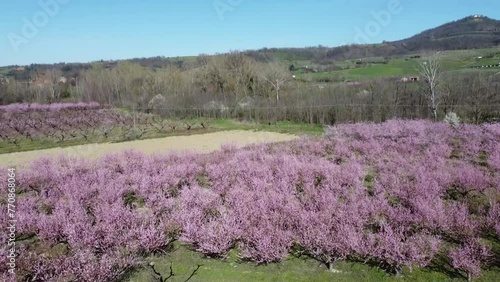 Fish grove from the drone, Volpedo, Alessandria, Piedmont, Italy photo