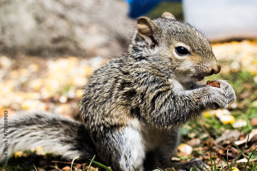 squirrel eating nut squirrel eating nut