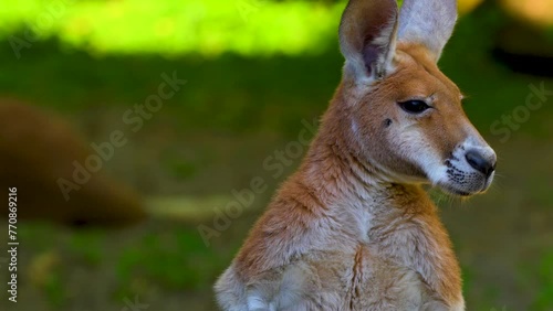 portrait of a red kangaroo
