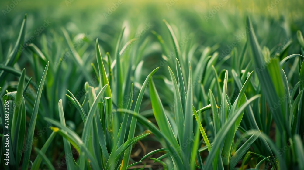 Fields of green garlic, bright green color and tender stems of garlic plants Fields of green garlic, bright green color and tender stems of garlic plants