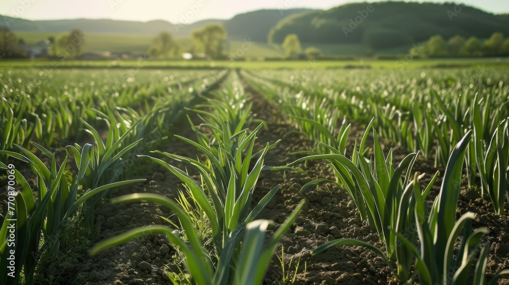 Fields of green garlic, bright green color and tender stems of garlic plants Fields of green garlic, bright green color and tender stems of garlic plants