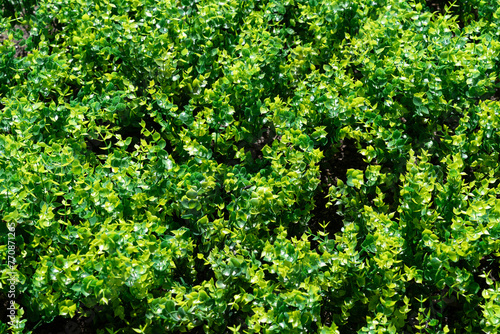 background of green plastic leaves bush © Viktoriia