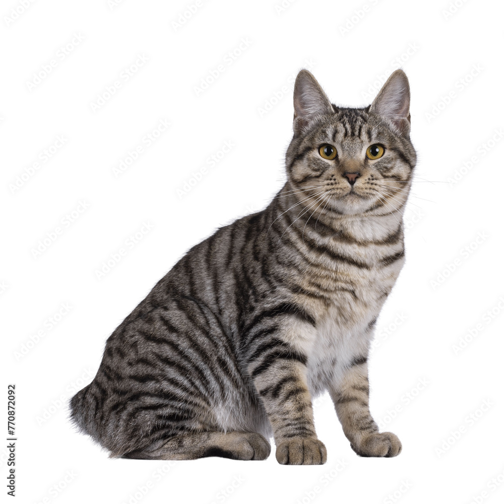 Excellent typed young Kurilian Bobtail cat kitten, sitting up side ways showing short tail. Looking straight to camera. Isolated cutout on a transparent background.