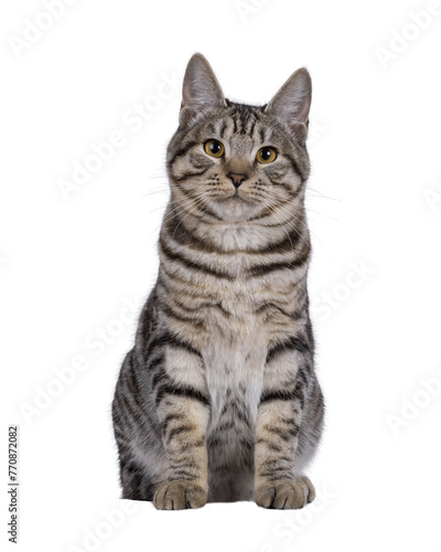 Excellent typed young Kurilian Bobtail cat kitten, sitting up facing front. Looking straight to camera. Isolated cutout on a transparent background.