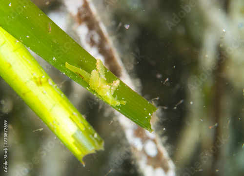 sea slug, Lobiger serradifalci on sea grass. Alghero, Mediterranean sea, Sardinia, Italy photo