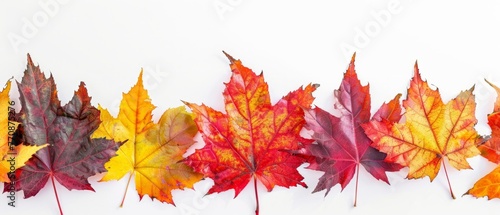 Autumn background made of colorful maple leaves isolated on white background  panoramic photo copy space for text or design Generative AI