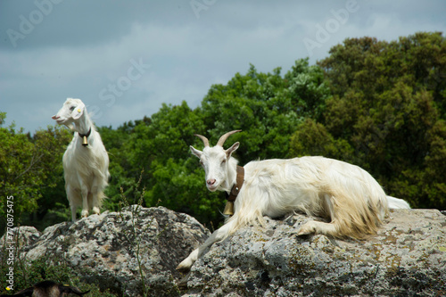 goats on the mountain, Giara of Gesturi, Gesturi, Isili, Genoni, Nuoro, Cagliari, Sardinia, Italy