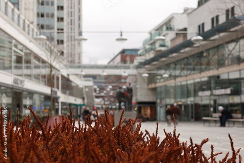 Perfect Wallpaper from Stockholm City. A clearly blurred background makes no person identifiable. Beautiful colorful rust-colored plant in the foreground.  photo