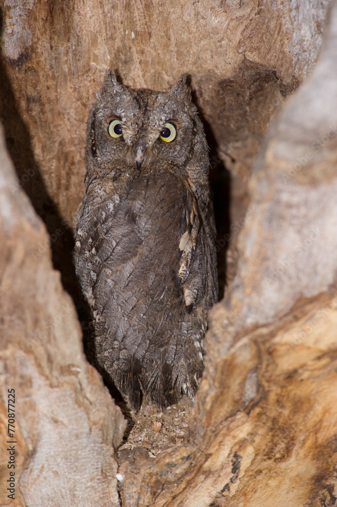 Assiolo (Otus scops). Scops owl, Otus scopus, Strigidae, Sardinia, Italy, Europe Assiolo (Otus scops). Scops owl, Otus scopus, Strigidae, Sardinia, Italy, Europe