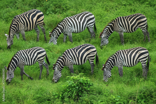 A herd of zebras are grazing in a lush green field