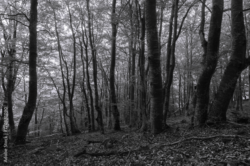 leafy forest in the fog with little entries of light in black and white
