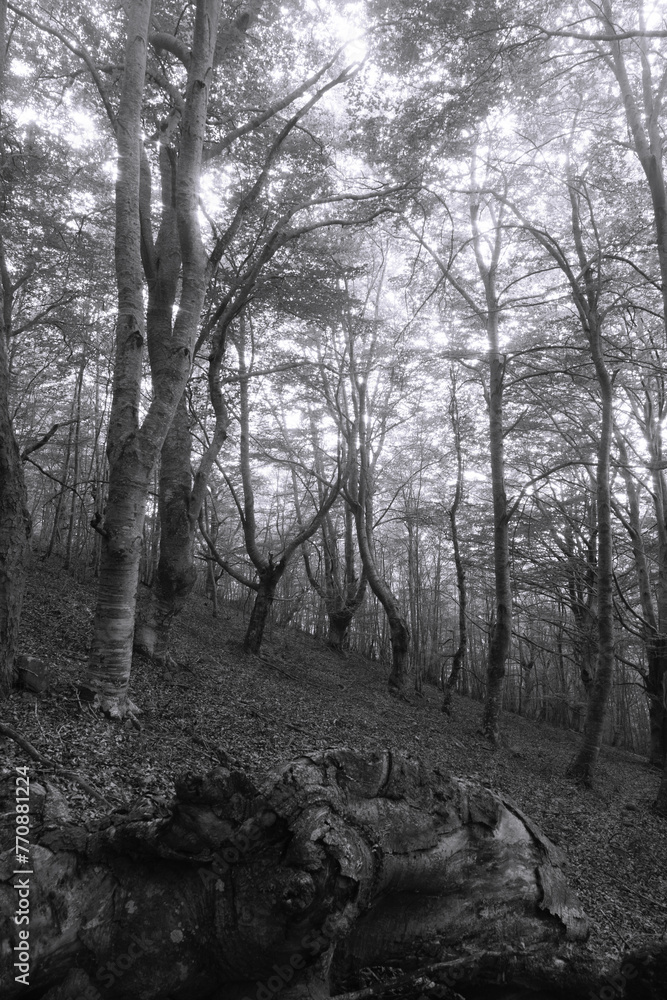 beechy forest in the fog with little entries of light and two beech trees that meet in the middle in black and white