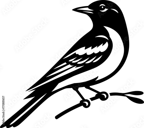 Oriole Bird