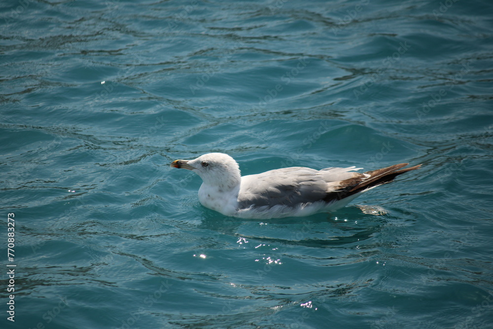 seagull in the water seagull in the water