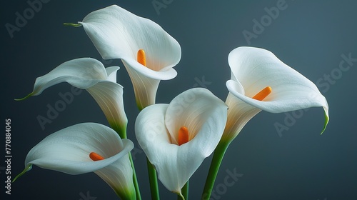 Natural beauty calla lilies blooming botany wedding flora elegance white flower plant. Generative Ai