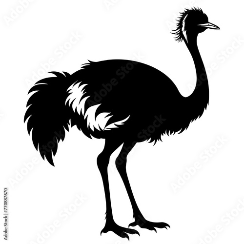 ostrich isolated on white