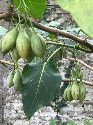 frutos del tomatito del árbol. Solanum betaceum 