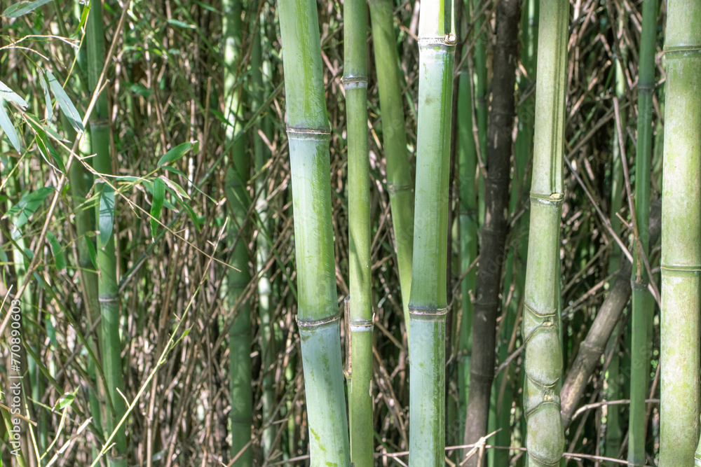 Bamboo stems and branches in the forest Bamboo stems and branches in the forest