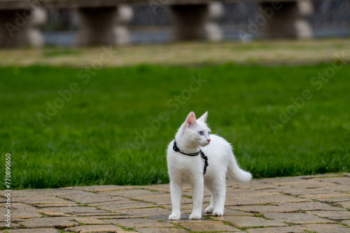 Close-up of a white cat walking in the city