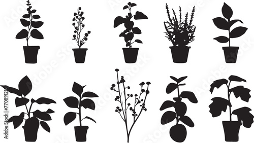 Beautiful plants with leaves black silhouette  