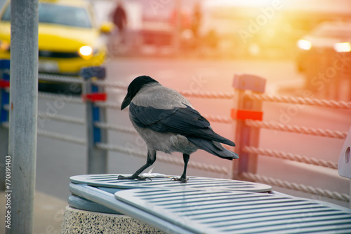 Crow eating fish. Crow with fish in mouth. photo