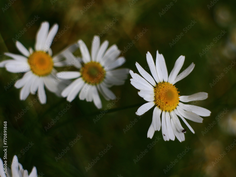 Fototapeta premium macro white yellow flowers nature