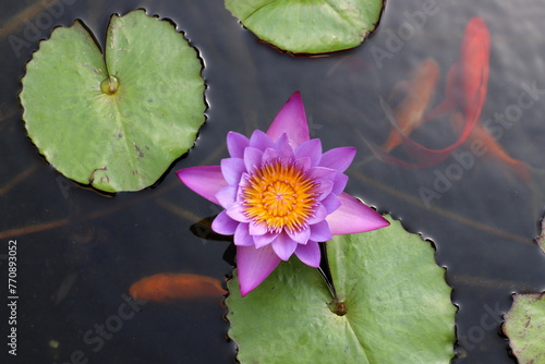 A water lily grows in a fresh water pond.