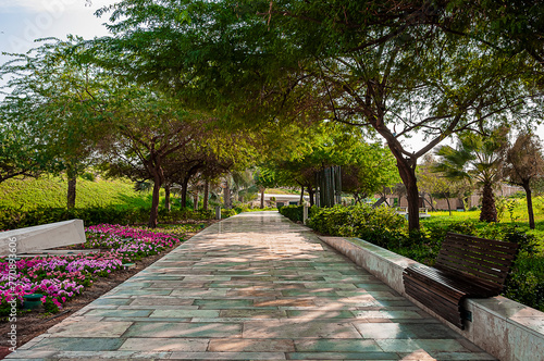 Fototapeta Naklejka Na Ścianę i Meble -  a shaded path in the flowery urban park of Kuwait City