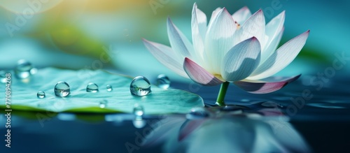 An aquatic white lotus flower gracefully sits atop a lily pad in the water, showcasing the beauty of this herbaceous flowering plant
