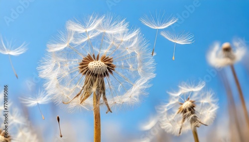Dandelion Seeds Blowing in the Wind against a Clear Blue Sky, Symbol of Change and New Beginnings © Marko