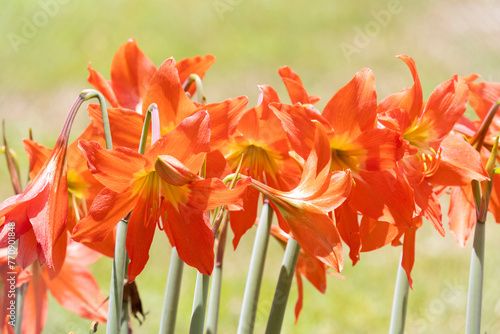 Close up of beautiful lilies with a bright orange color